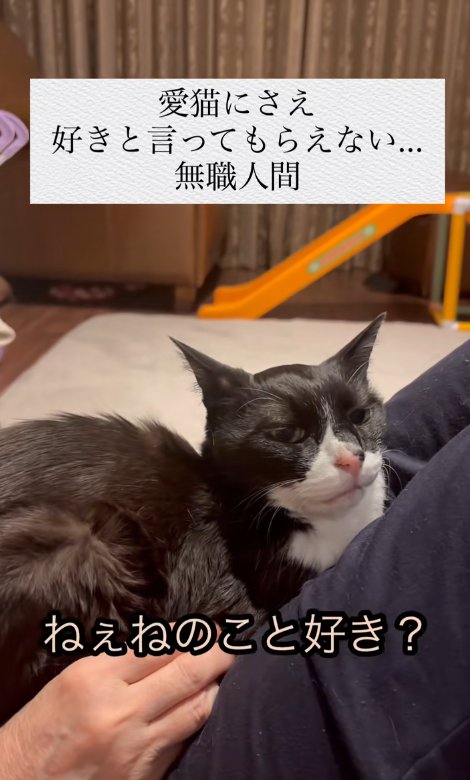 人の上に乗っている猫と「ねぇねのこと~」の字幕