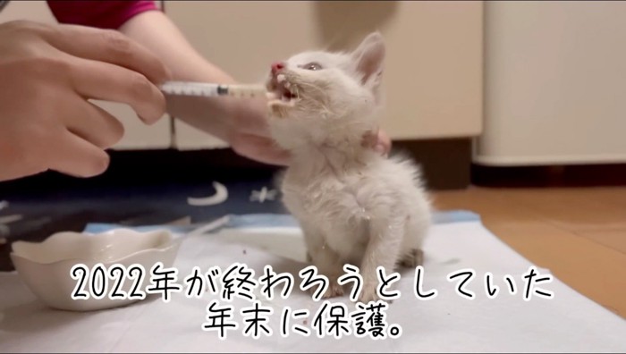 シリンジでごはんを食べさせてもらう猫