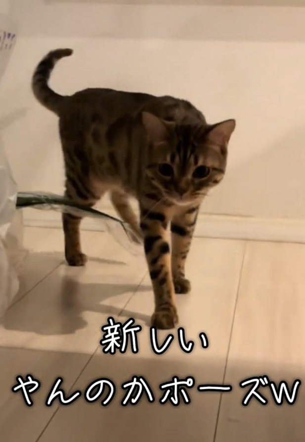 歩くとらきちちゃん