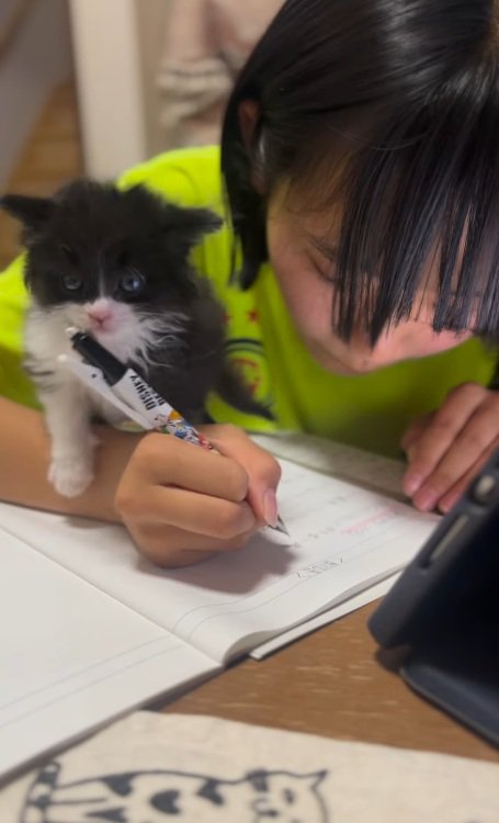 勉強中の女の子の腕に乗っている子猫