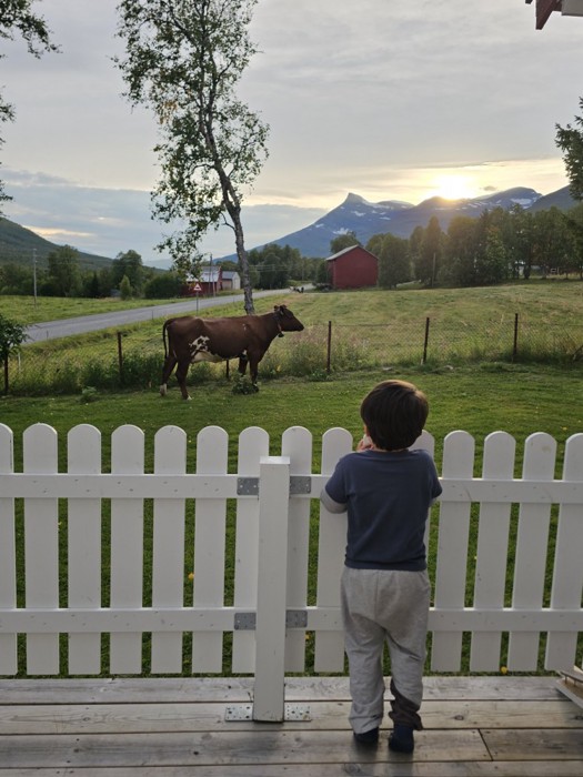 牛を見ている男の子