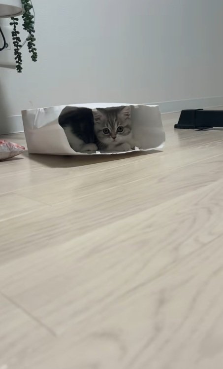 紙袋に入るミヌエットの子猫