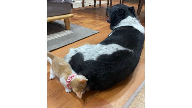 猫と犬