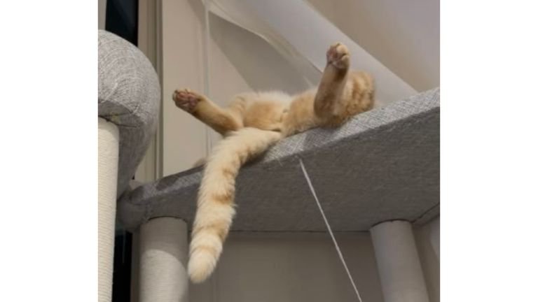 キャットタワーにいる猫