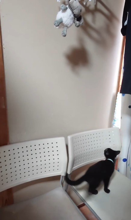 ぬいぐるみを見上げる子猫