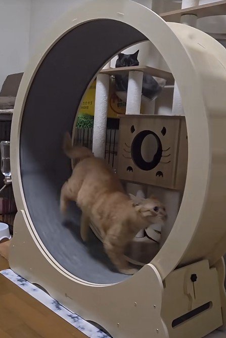 キャットホイールで走る猫