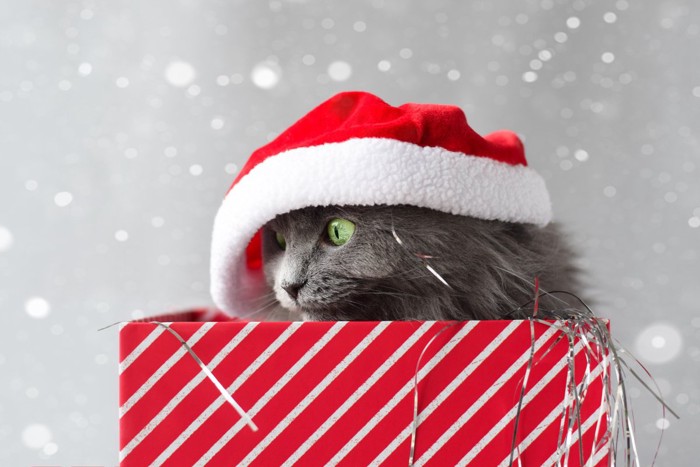 クリスマスプレゼントの箱に入った猫