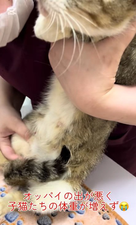 お乳の出がよくない親猫