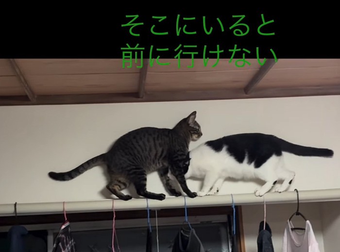 向かい合う2匹の猫