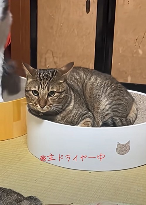 大きな成猫