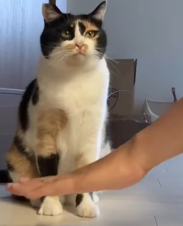 人の手と左斜め上を見る猫