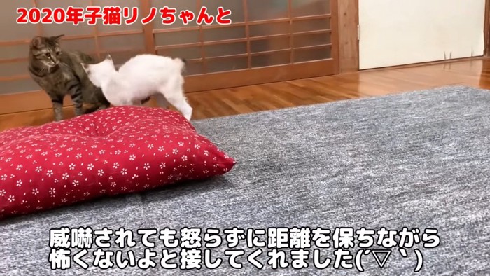 威嚇する子猫