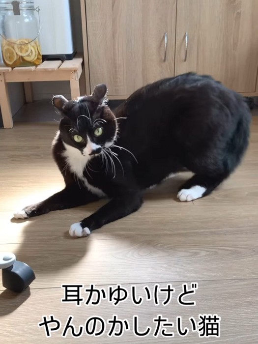 やんのかポーズする猫