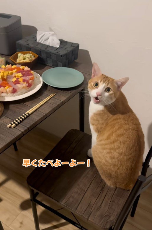 椅子の上で鳴いている猫