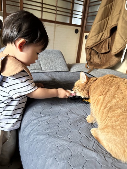 猫におもちゃをあげる赤ちゃん