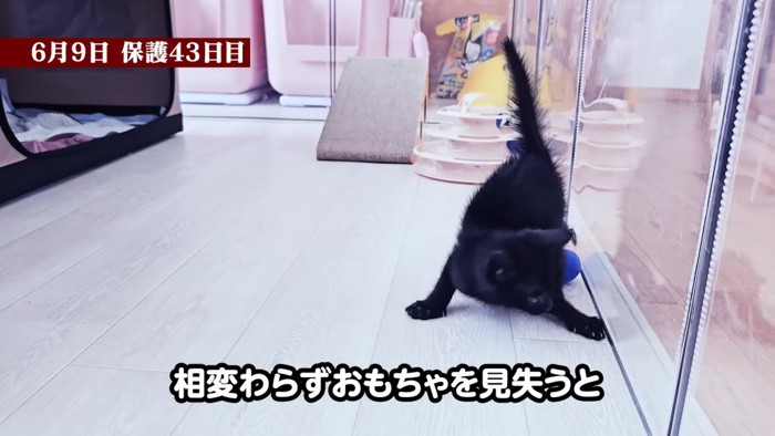 上半身を低くする子猫