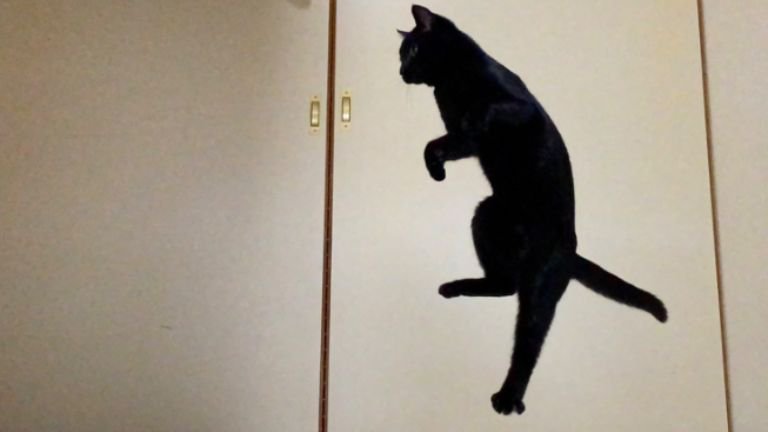 ジャンプしている猫
