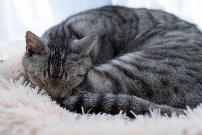 窓辺で眠る可愛い猫 サバトラ猫