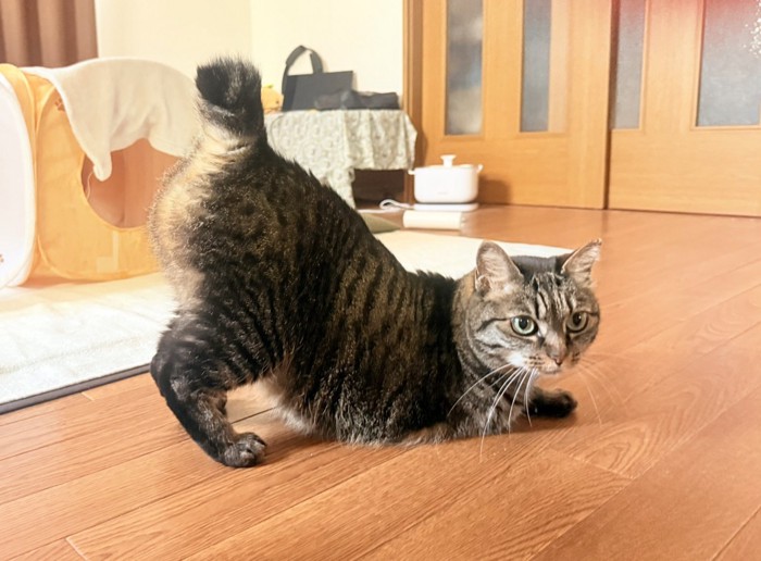 おしりを高くあげる猫