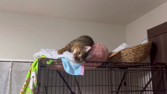 ギリギリでくねらせるテト