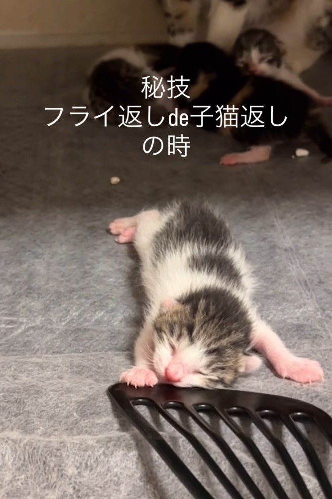 フライ返しで拾われる子猫