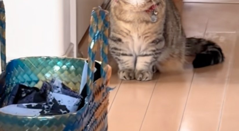 猫の足元