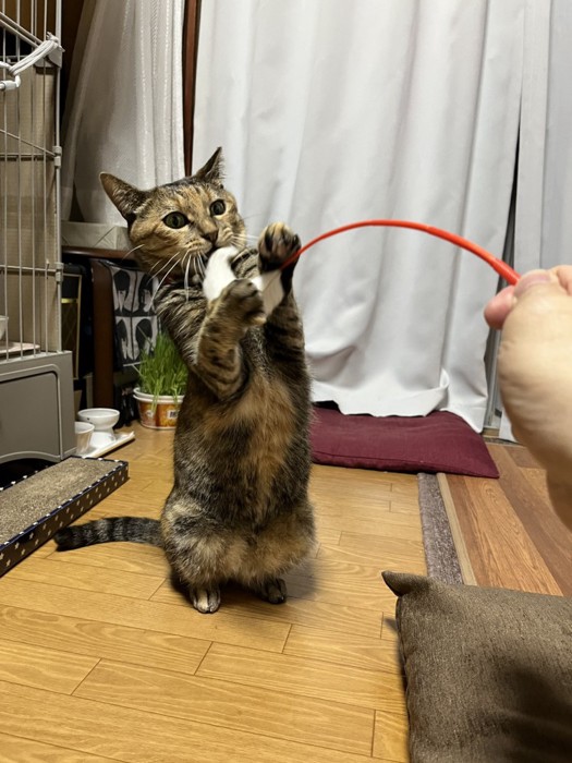 立って猫じゃらしにじゃれつく猫