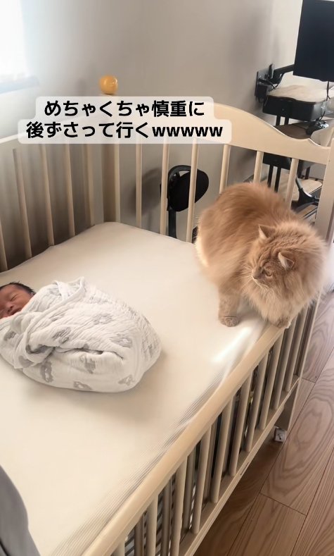 ベビーベッドの端で新生児を見つめる茶色猫