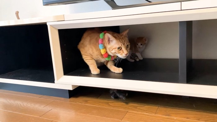 うにくんと子猫