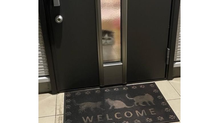 ドア前にいる猫