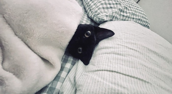 飼い主の隣で布団に入っている猫