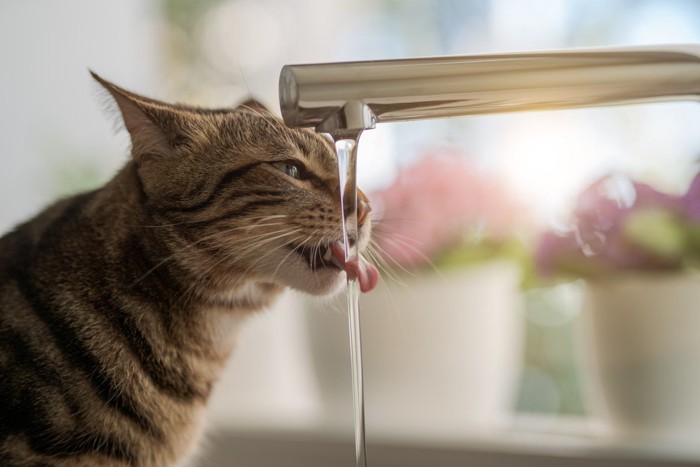 水を飲む猫