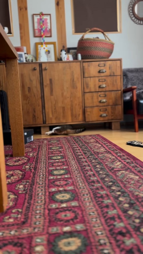 家具の下に入る猫