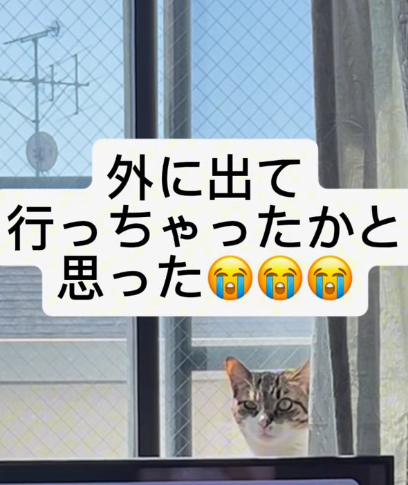 ひょっこり顔を出すメルくん