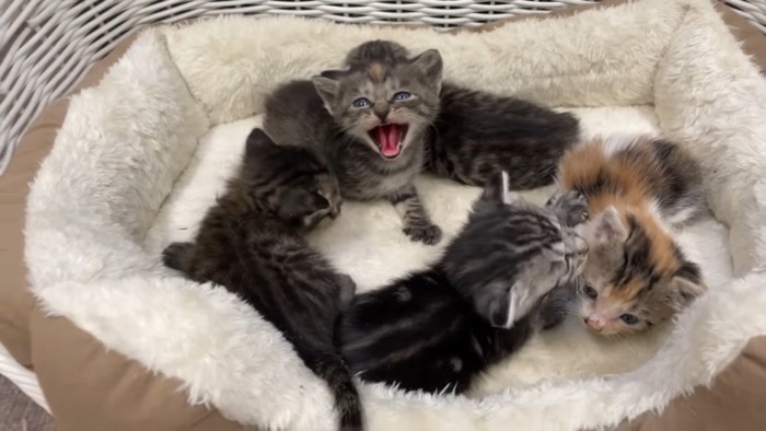 猫用ベッドの中の5匹の子猫