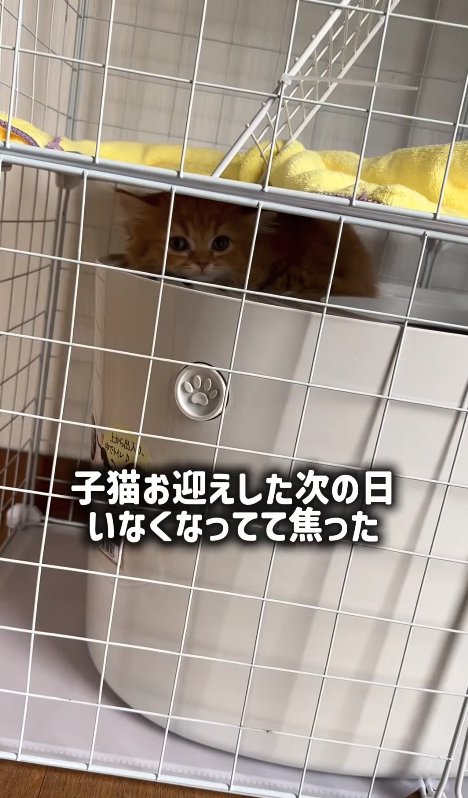 トイレの天井と二階の床の隙間にいる子猫