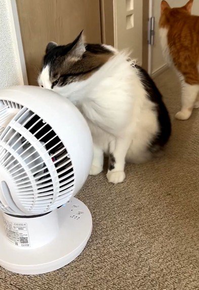 サーキュレーターの前にいる猫