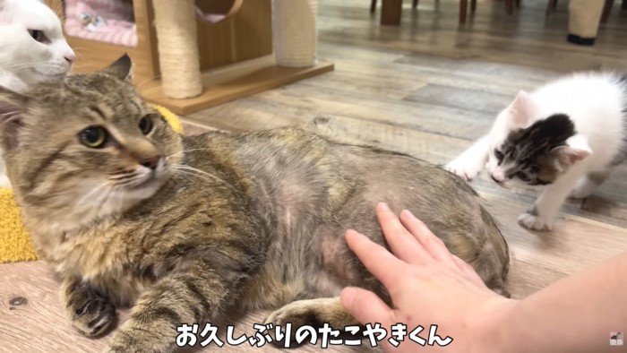 テロップ「お久しぶりの～」