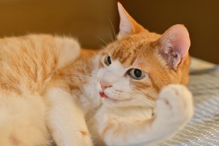 舌が出ている猫