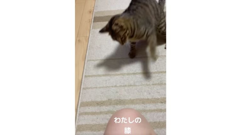 猫パンチしている猫