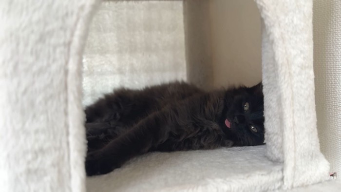 横たわる黒猫さん