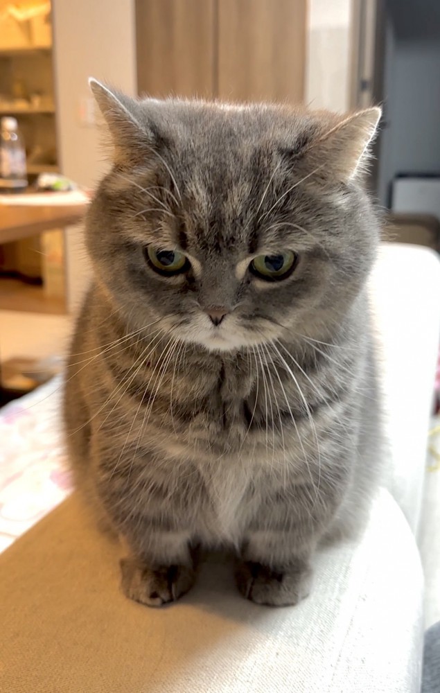 ぽってりとした猫