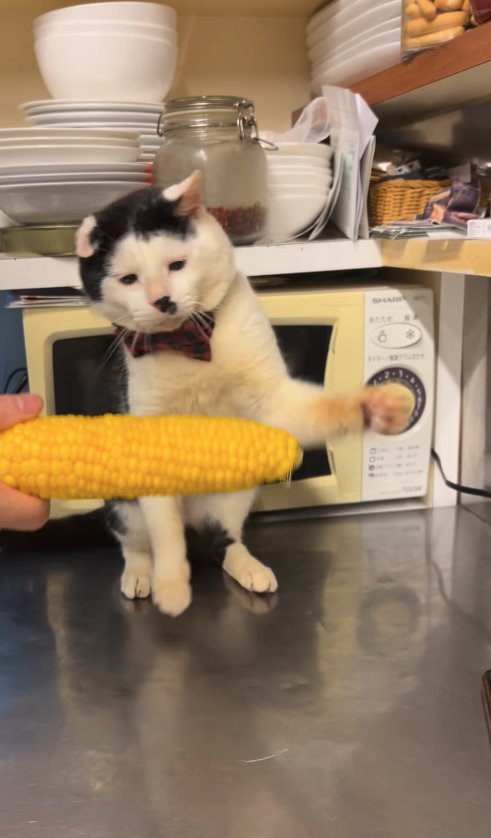 とうもろこしに向かって左前足を振り上げているお座りをした猫