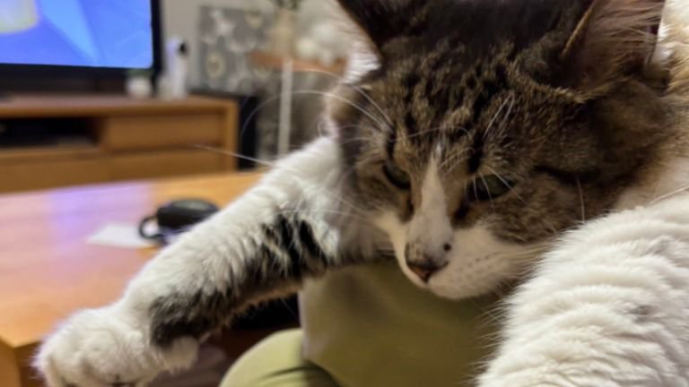 膝に乗っている猫