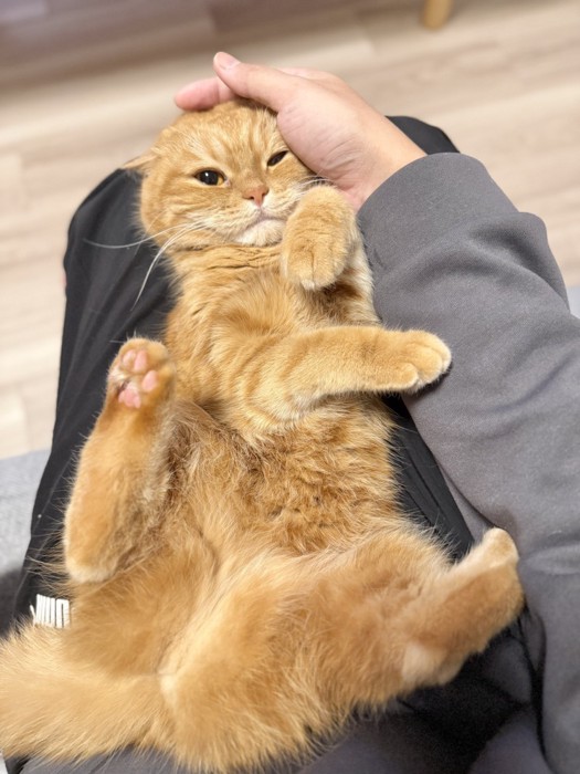 撫でられるにゃむちゃん