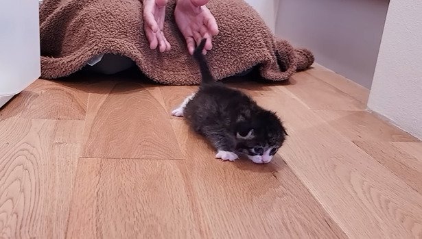 お散歩する子猫