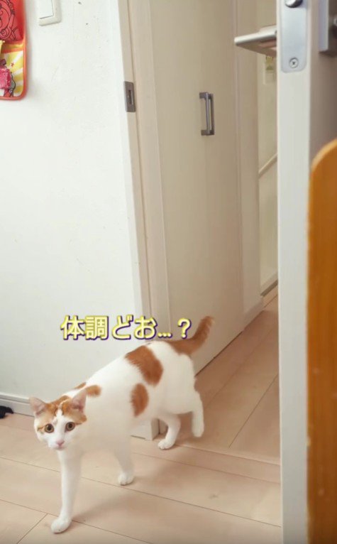 部屋に入ってくる猫