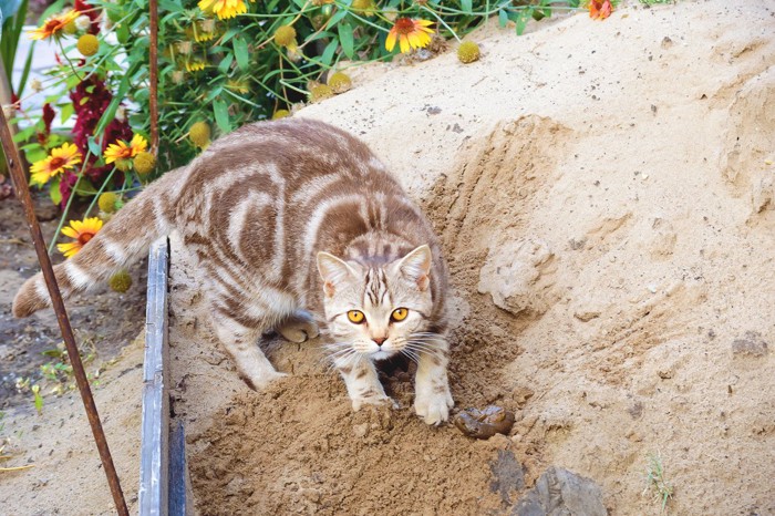 外の砂を掘るカメラ目線の猫