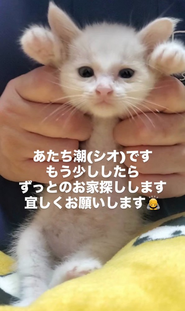 バンザイする子猫