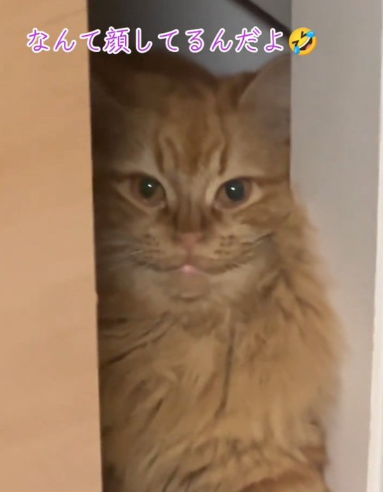 カメラ目線の猫